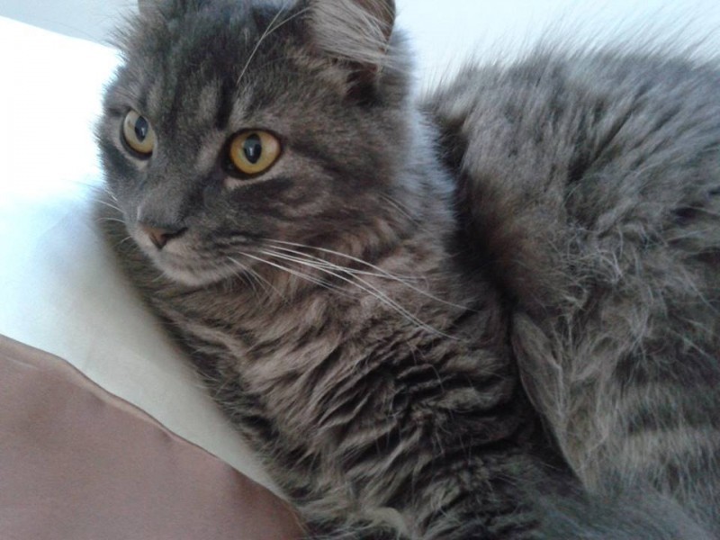 Cuidados com gato Angorá cinza