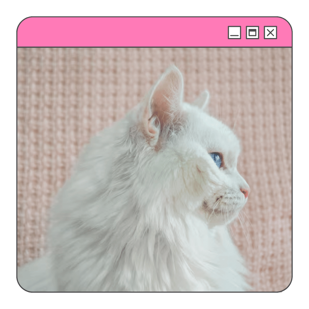 Gato azul Angorá