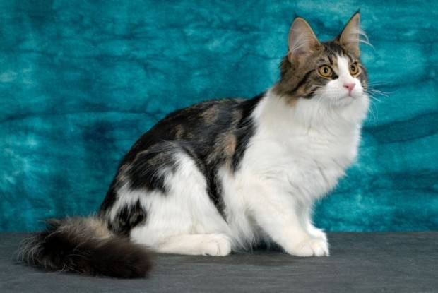 Gato Angorá Turco cinza