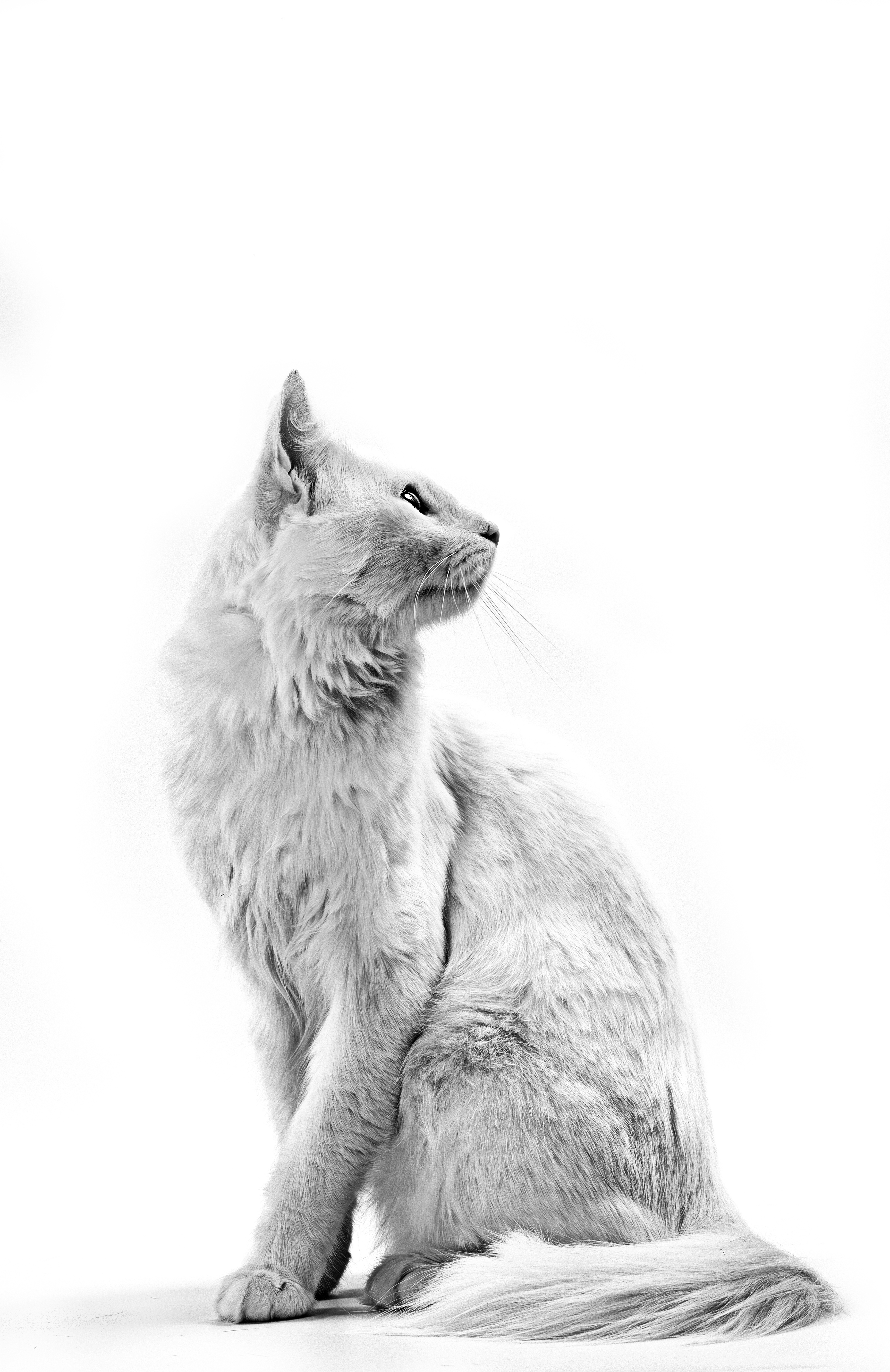 Gato cinza de pelo longo