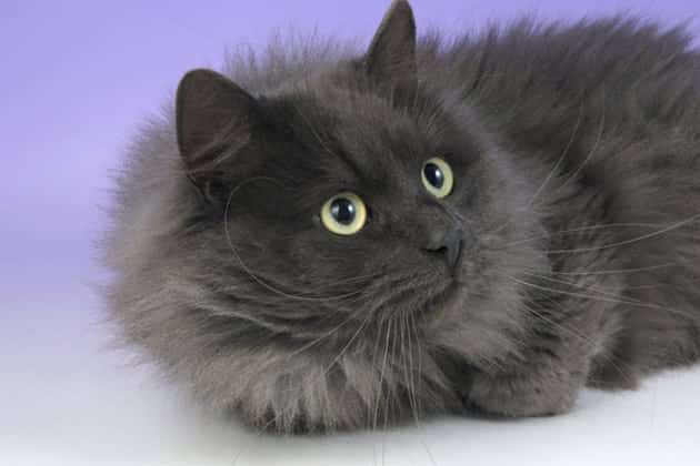 Cuidados com gato Angorá cinza