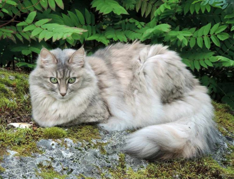 Gato azul Angorá