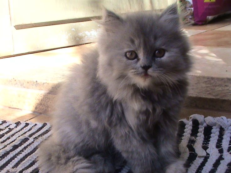 Raças de gatos cinzas