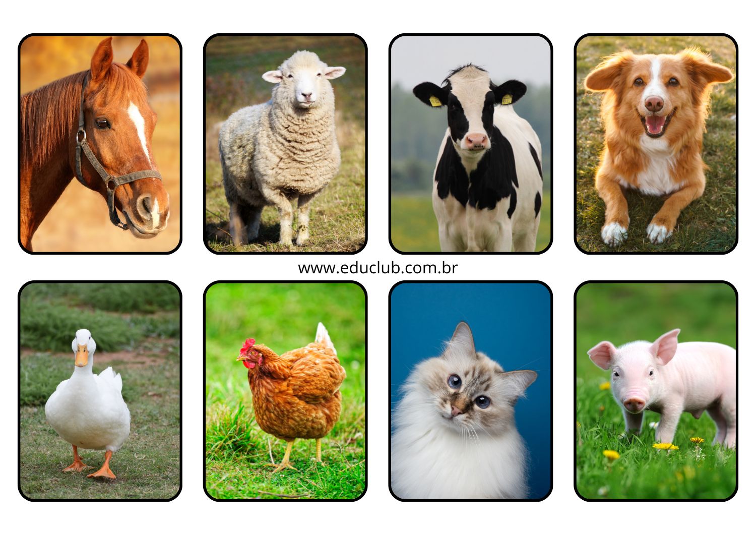 ensinar sobre animais na educação infantil