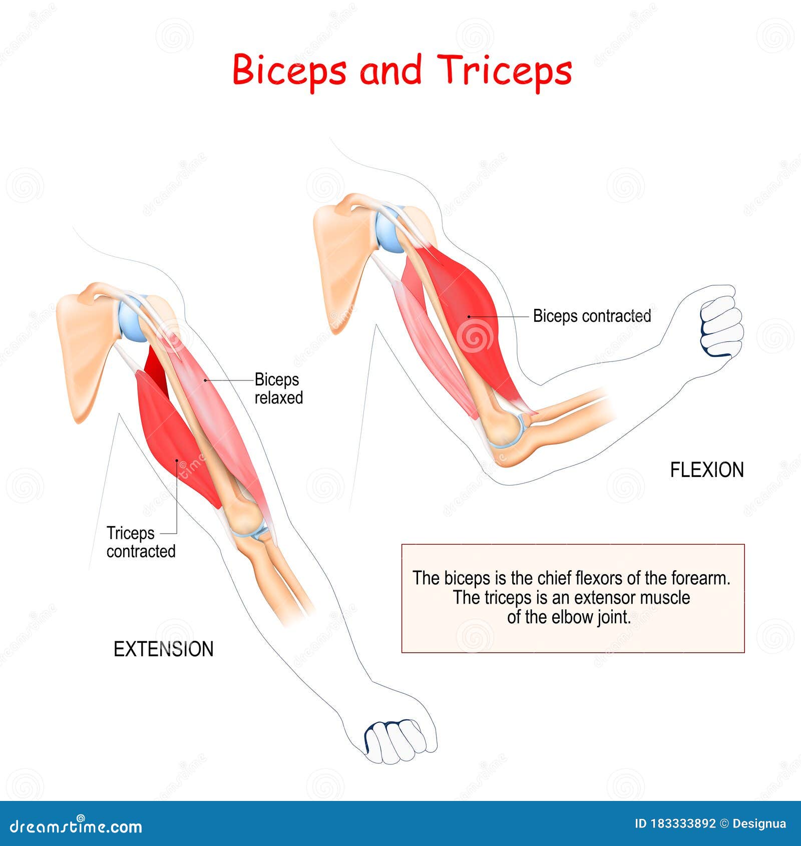treino de tríceps
