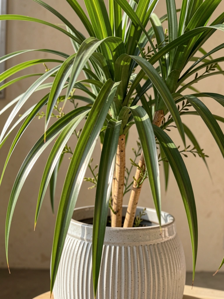 Close-up de vaso de cerâmica cinza claro texturizado com planta Dracaena marginata falsa de folhas verdes arqueadas, luz natural difusa e fundo bege desfocado.