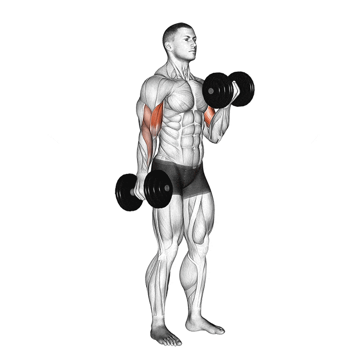 exercícios bíceps em casa