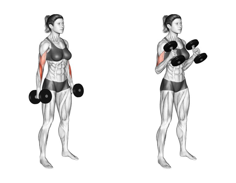 exercícios para pico de bíceps