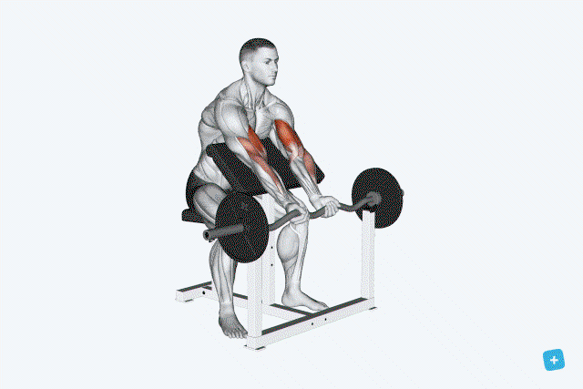 exercícios com halteres para bíceps