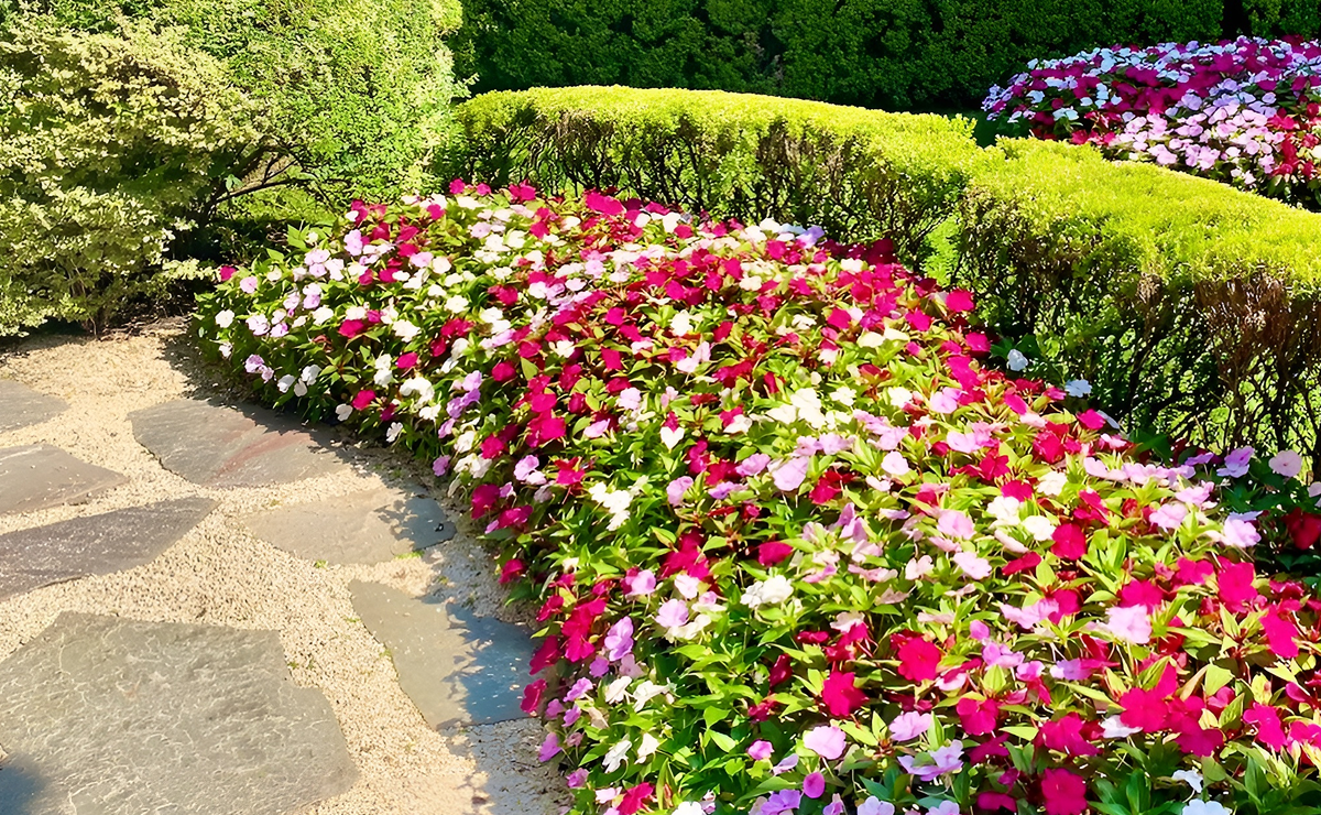 flores para sol pleno