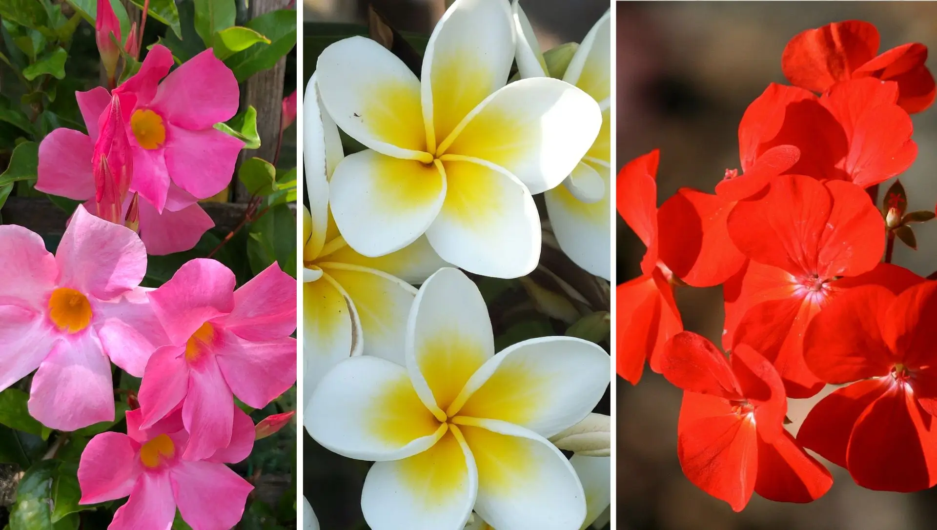 plantas que florescem o ano inteiro