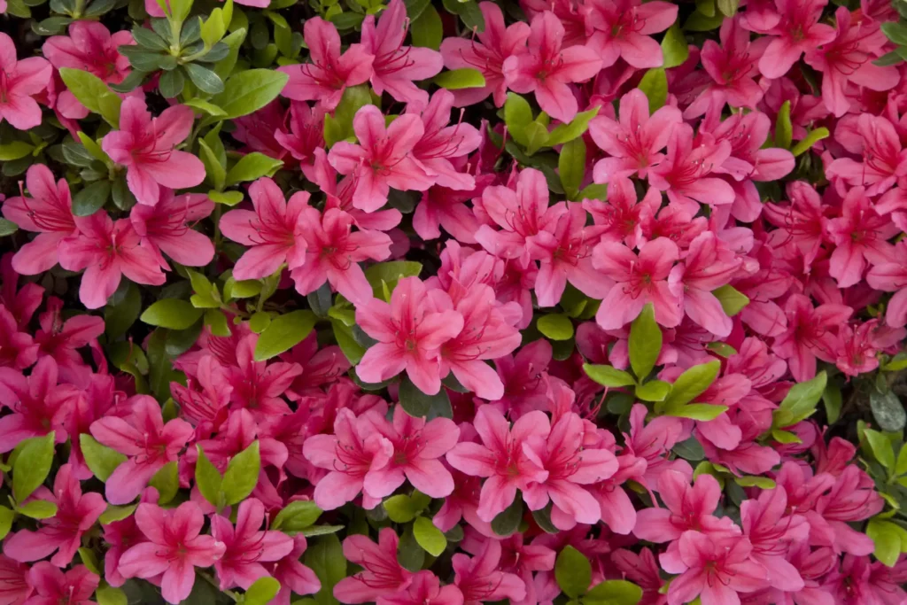 flores para sol pleno