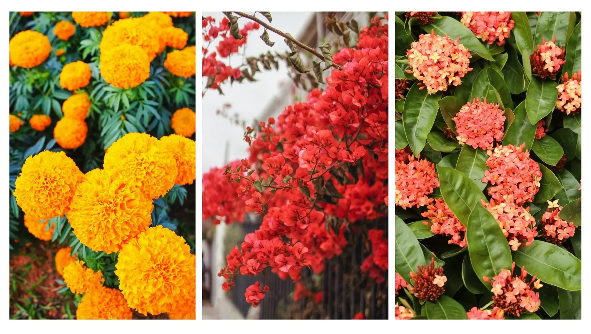 plantas que florescem o ano inteiro
