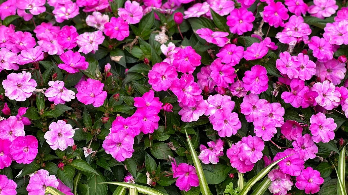 espécies de flores resistentes ao calor