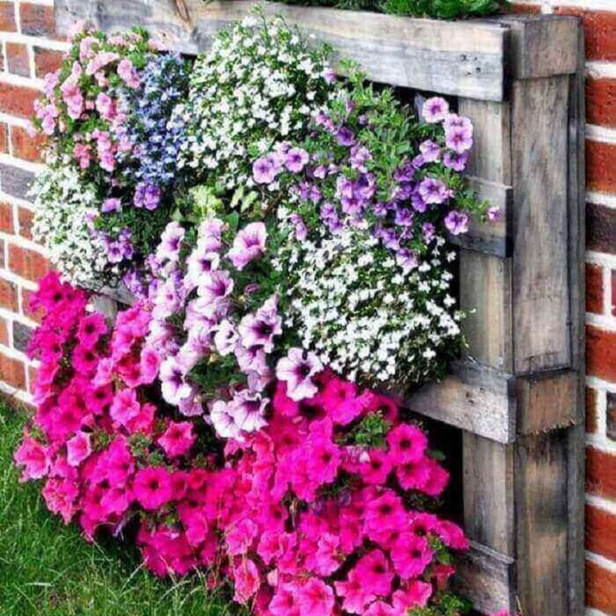 flores de fácil cultivo para sol