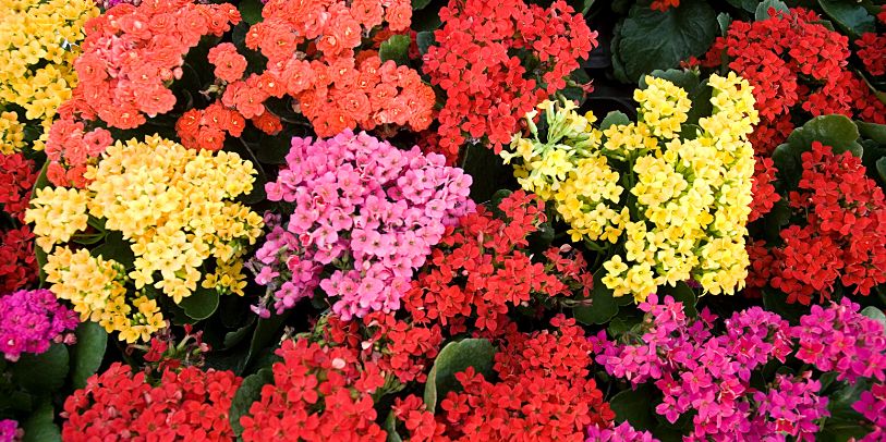 flores que precisam de pouca água e muito sol
