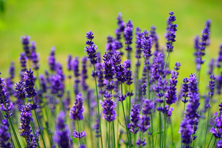 jardim florido sem manutenção