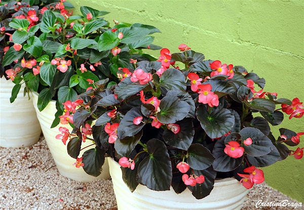 flores para sol pleno