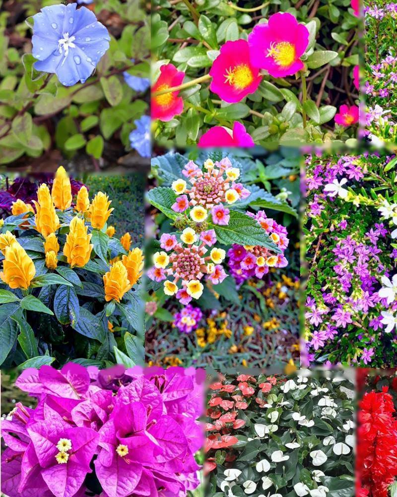 espécies de flores resistentes ao calor