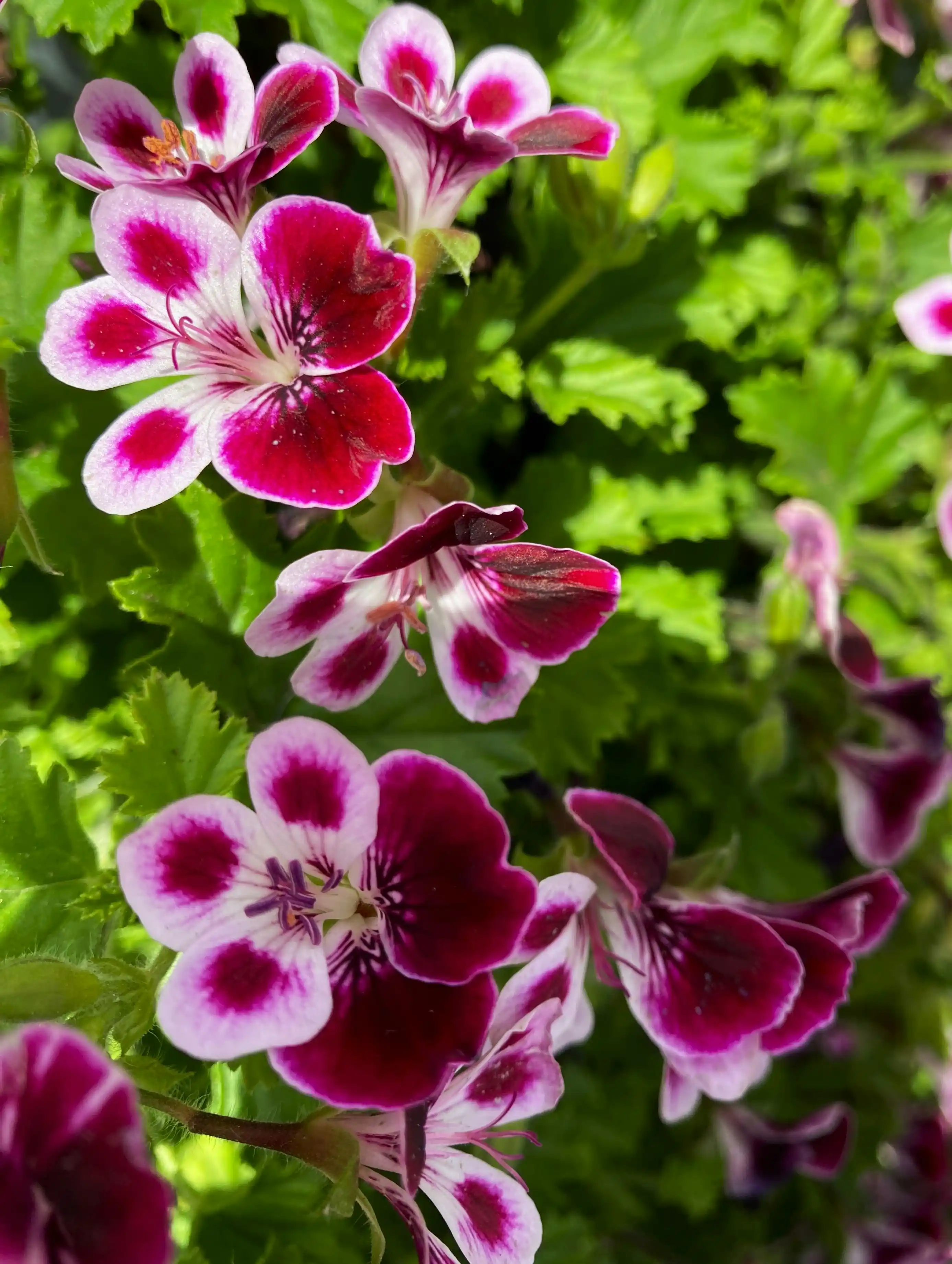 plantas perenes para sol
