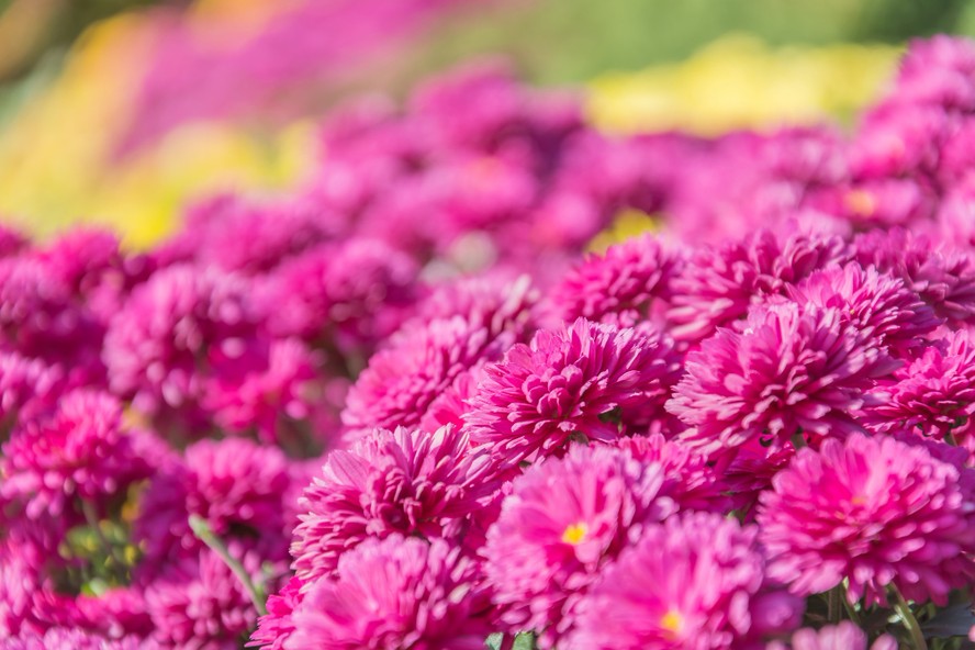flores de fácil cultivo para sol