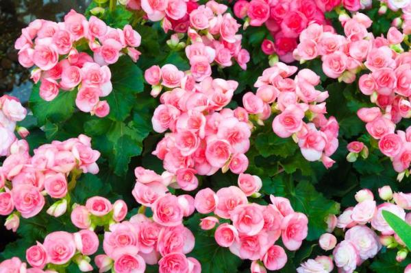 flores que precisam de pouca água e muito sol