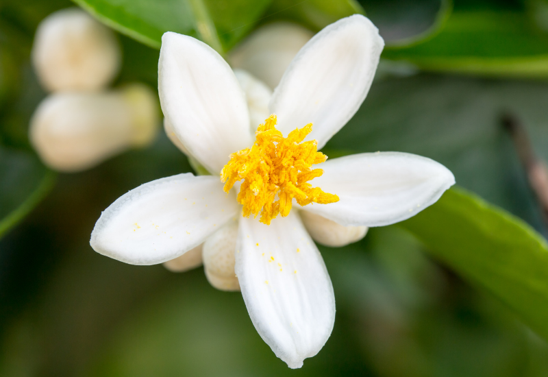 flor de laranjeira em culinária