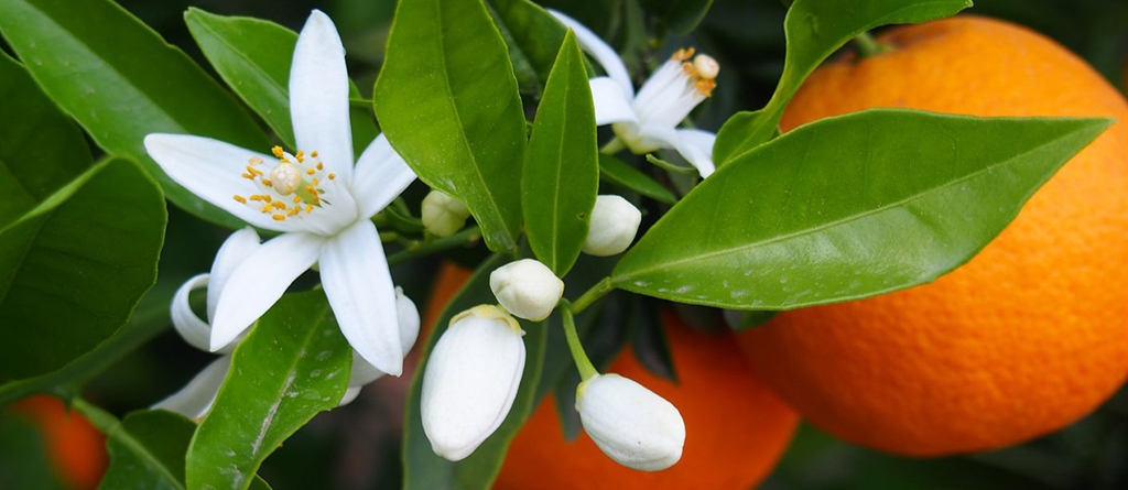 perfume com cheiro de flor de laranjeira